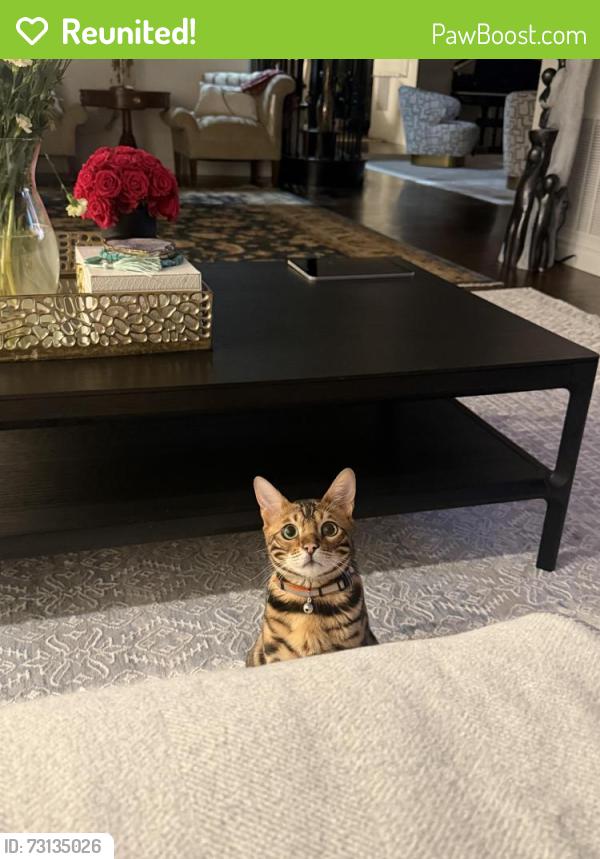 Reunited Male Cat last seen Near roseland avenue, Essex Fells, NJ 07021