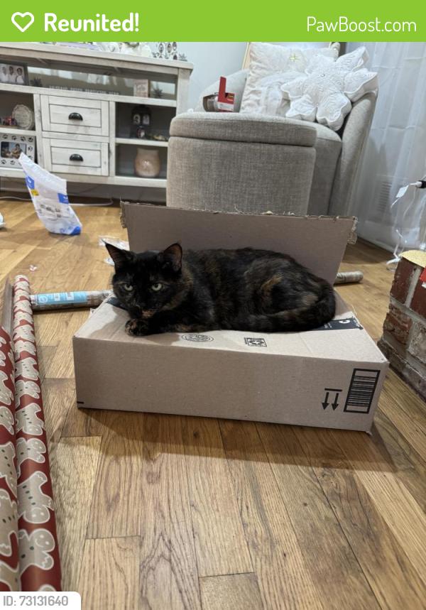 Reunited Female Cat last seen Cardinal Ln Austell GA, Mableton, GA 30168