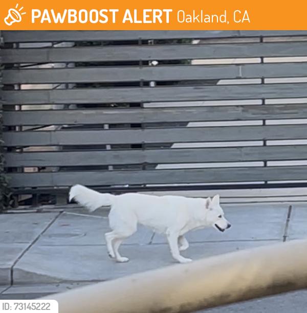Found/Stray Unknown Dog last seen Near Louise 3238 Louise street, Oakland, CA 94608