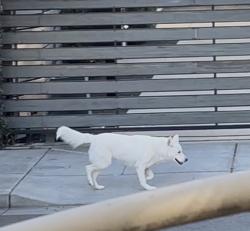 Found/Stray Unknown Dog last seen Near Louise 3238 Louise street, Oakland, CA 94608