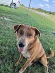 Lost Male Dog last seen FM 3080, Mabank, TX 75147