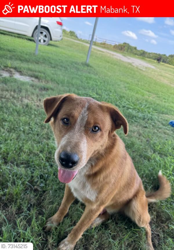 Lost Male Dog last seen FM 3080, Mabank, TX 75147