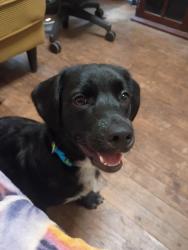 Found/Stray Male Dog last seen Near Cunningham dr, Oklahoma City, OK 73135