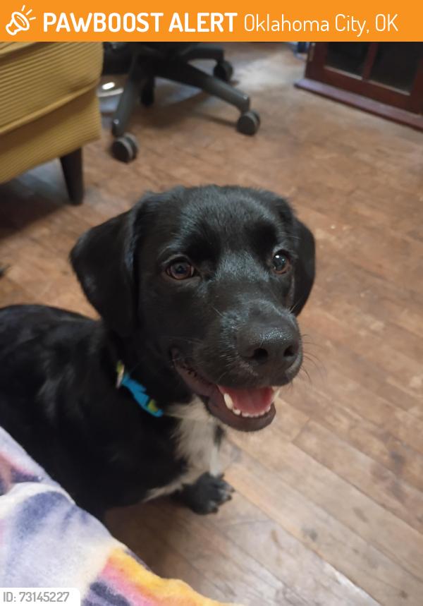 Found/Stray Male Dog last seen Near Cunningham dr, Oklahoma City, OK 73135