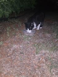 Found/Stray Unknown Cat last seen Roberts, Appleton, WI 54914