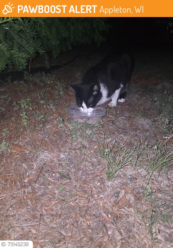 Found/Stray Unknown Cat last seen Roberts, Appleton, WI 54914