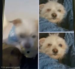 Lost Male Dog last seen Eastern & Bonanza, Las Vegas, NV 89101