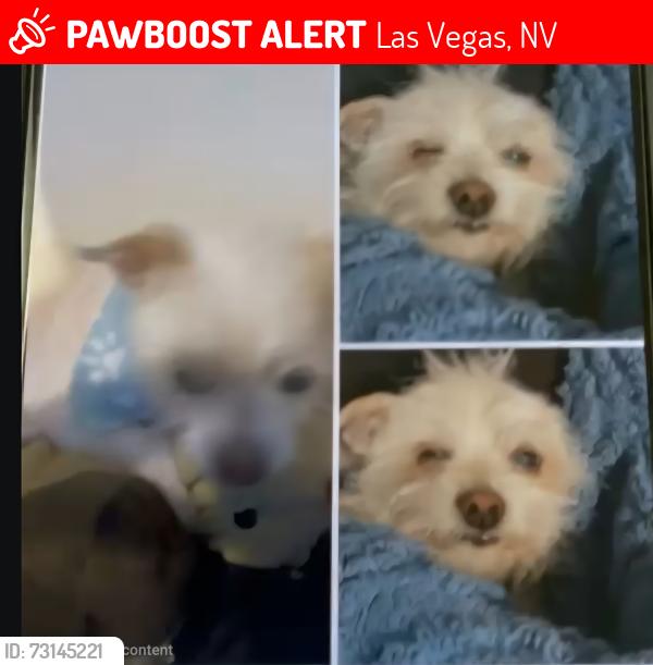 Lost Male Dog last seen Eastern & Bonanza, Las Vegas, NV 89101