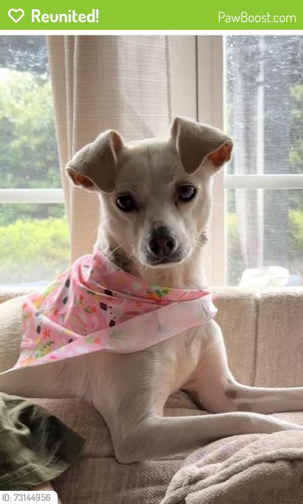 Reunited Female Dog last seen Old Holly springs Rd and New Hill Road, Holly Springs, NC 27540