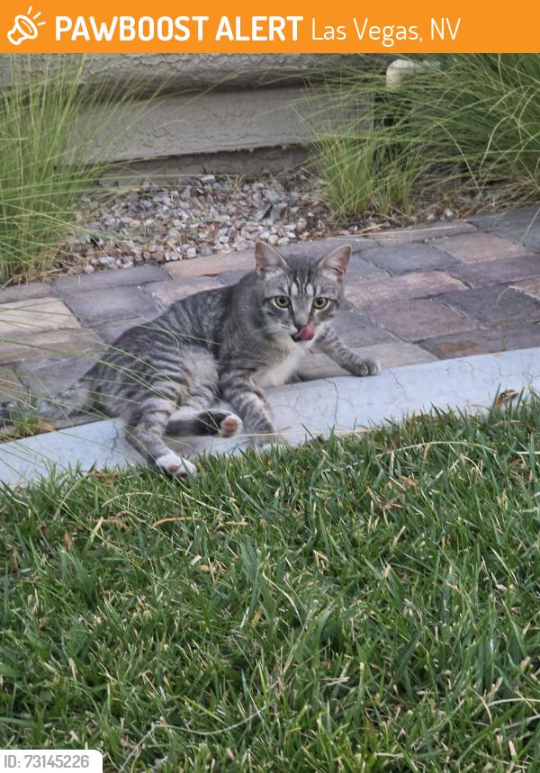Found/Stray Male Cat last seen Cimarron and Alexander, Las Vegas, NV 89129