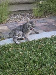 Found/Stray Male Cat last seen Cimarron and Alexander, Las Vegas, NV 89129