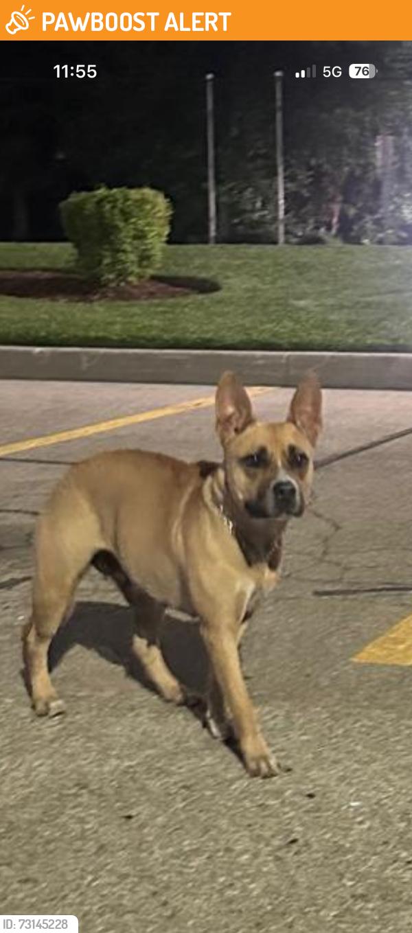Found/Stray Unknown Dog last seen Tomken Road and Eastgate Parkway, Mississauga, ON L4W 3T3