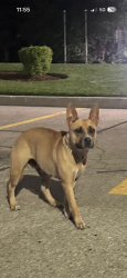 Found/Stray Unknown Dog last seen Tomken Road and Eastgate Parkway, Mississauga, ON L4W 3T3