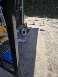 Found/Stray Male Dog last seen Avalon Plaza and National Motel, Los Angeles, CA 90061