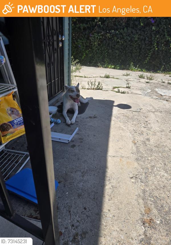 Found/Stray Male Dog last seen Avalon Plaza and National Motel, Los Angeles, CA 90061