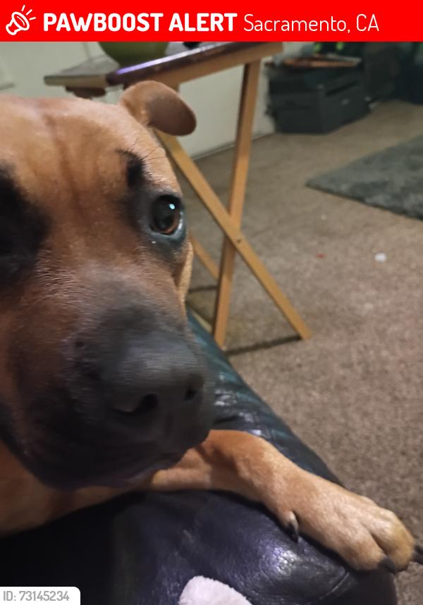 Lost Female Dog last seen Frienza ave, Sacramento, CA 95815