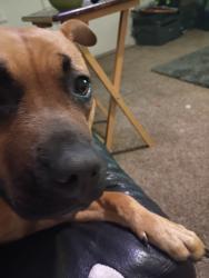 Lost Female Dog last seen Frienza ave, Sacramento, CA 95815