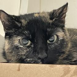Shelter Stray Female Cat last seen , Animal Care & Control Team of Philly, 111 W Hunting Park Ave, Philadelphia, PA 19140, USA