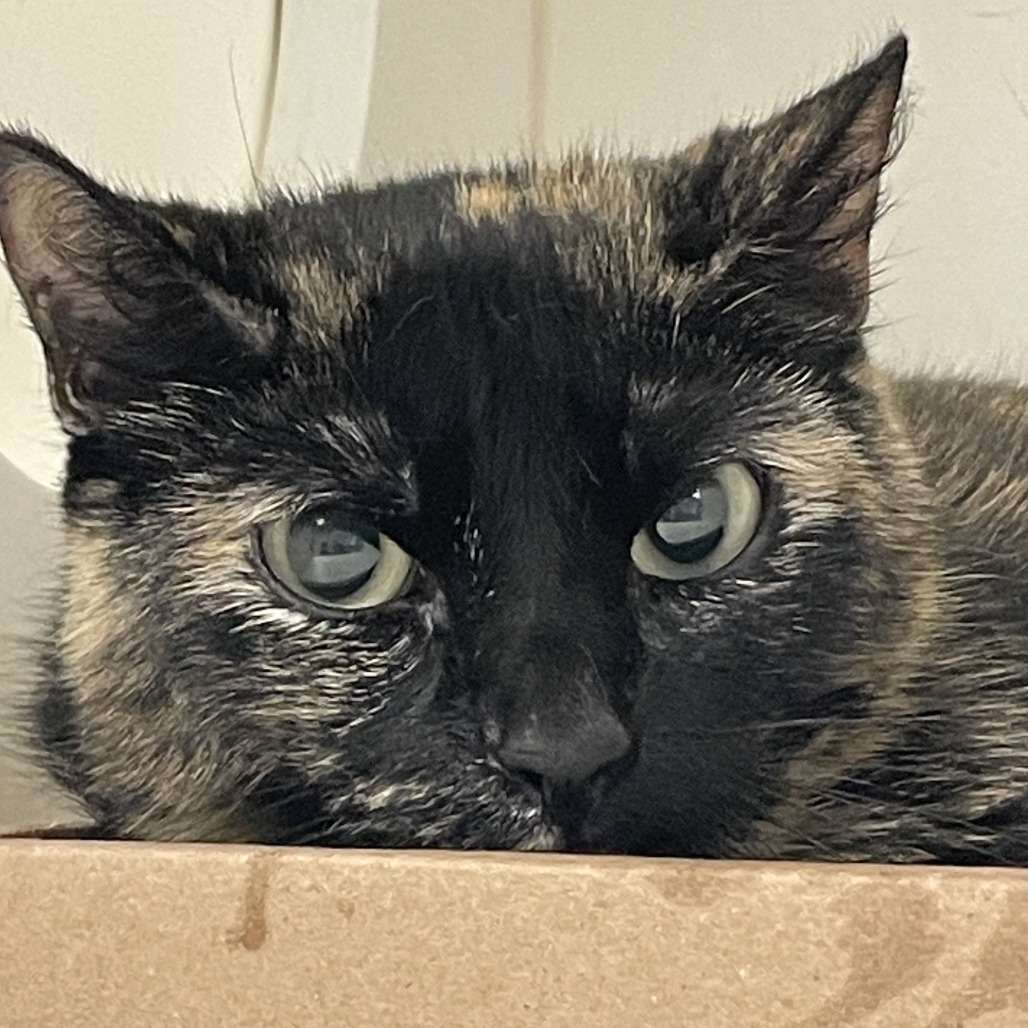 Shelter Stray Female Cat last seen , Animal Care & Control Team of Philly, 111 W Hunting Park Ave, Philadelphia, PA 19140, USA