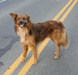 Reunited Male Dog last seen Wright Rd, Sequim, WA 98382, USA, Sequim, WA 98382
