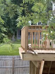 Lost Female Dog last seen Polo Parc dr, Maryland Heights, MO 63146