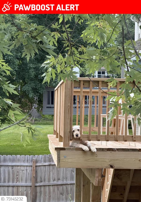 Lost Female Dog last seen Polo Parc dr, Maryland Heights, MO 63146