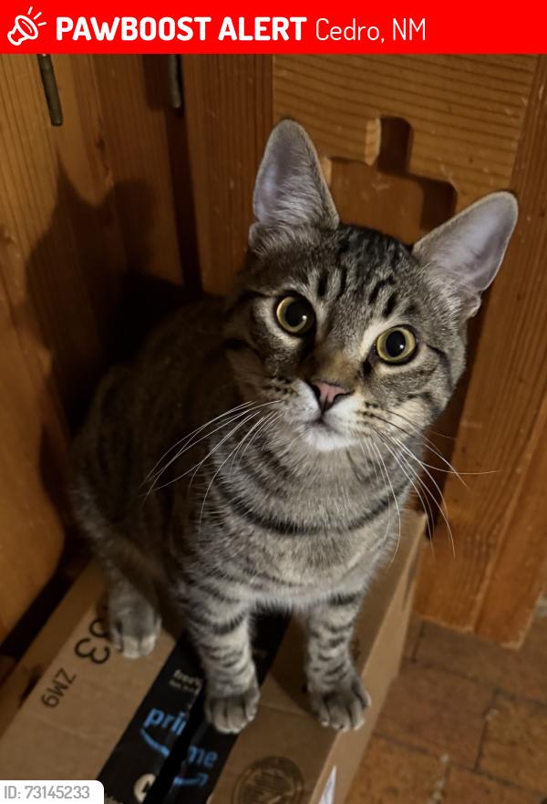 Lost Male Cat last seen Easy Street/Ramblewood, Cedro, NM 87059