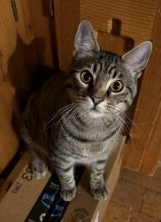 Lost Male Cat last seen Easy Street/Ramblewood, Cedro, NM 87059