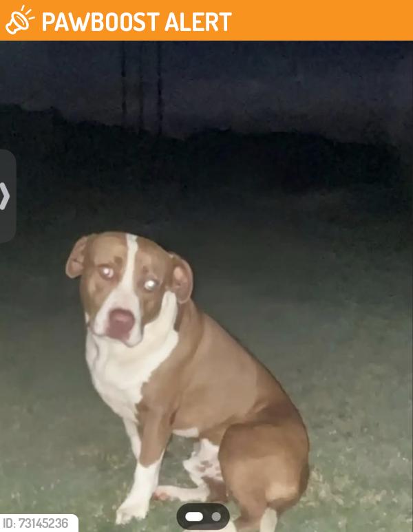 Found/Stray Male Dog last seen Pond mountain drive, Johnston County, NC 27520
