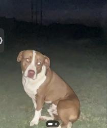 Found/Stray Male Dog last seen Pond mountain drive, Johnston County, NC 27520
