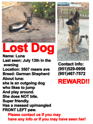 Lost Female Dog last seen 38th st riverside, CA 92509, Riverside, CA 92509
