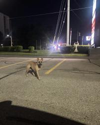 Found/Stray Unknown Dog last seen Eastgate Parkway and Tomken Road, Mississauga, ON L4W 3T3