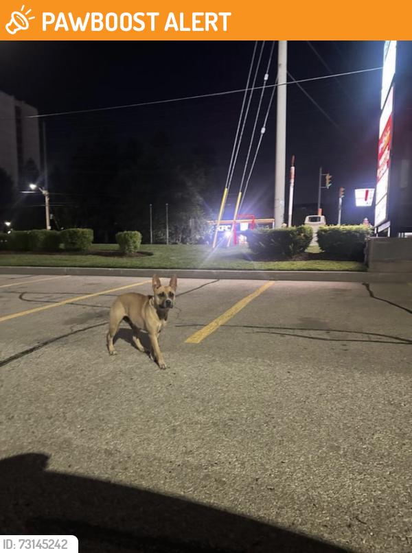 Found/Stray Unknown Dog last seen Eastgate Parkway and Tomken Road, Mississauga, ON L4W 3T3