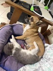 Lost Male Dog last seen % nw 56 ave- nw 57 ave, nw third st, nw 7 ave, Miami, FL 33126