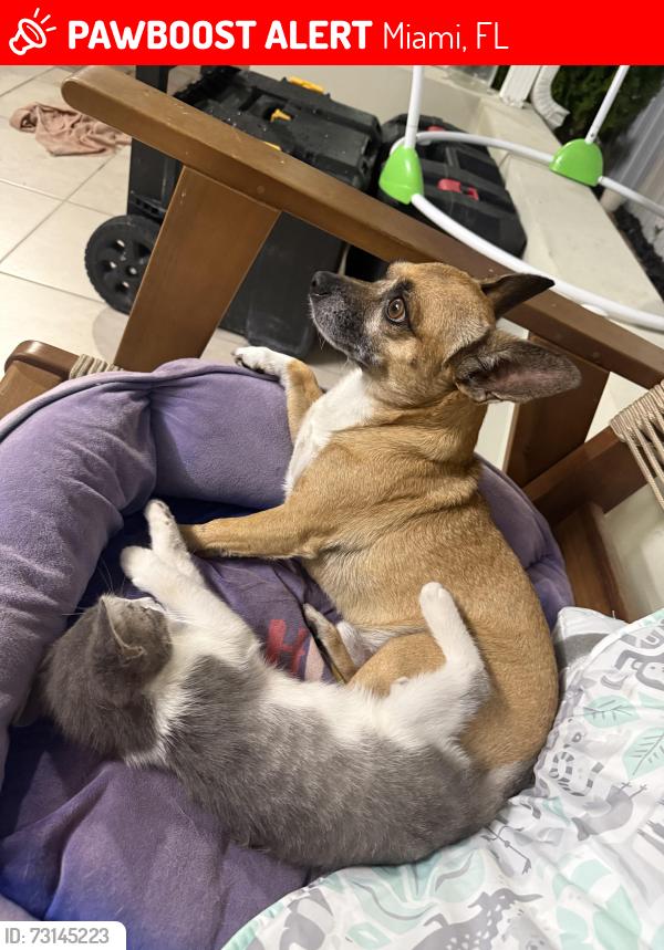 Lost Male Dog last seen % nw 56 ave- nw 57 ave, nw third st, nw 7 ave, Miami, FL 33126