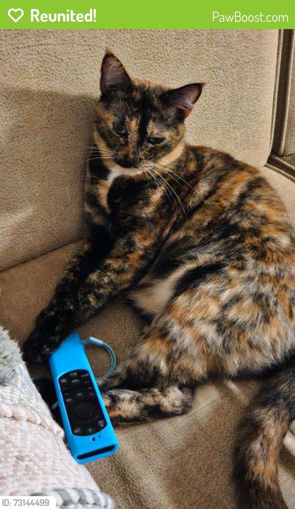 Reunited Female Cat last seen Palermo drive, 92106, San Diego, CA 92106
