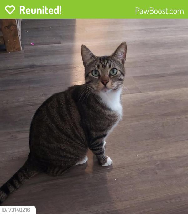 Reunited Male Cat last seen Tulakes suburbs, Columbus, GA 31904