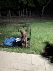 Found/Stray Male Dog last seen Northeast community park Frisco, Frisco, TX 75035
