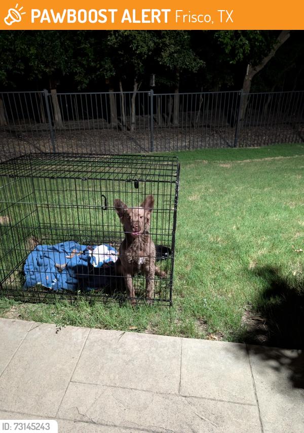 Found/Stray Male Dog last seen Northeast community park Frisco, Frisco, TX 75035