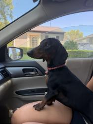 Found/Stray Male Dog last seen Aloha stacks, Whittier, CA 90605