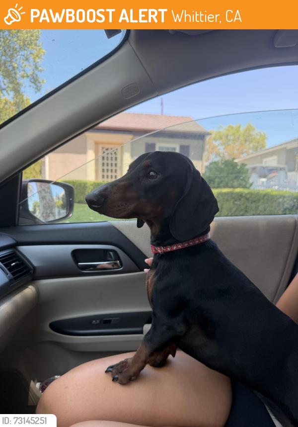 Found/Stray Male Dog last seen Aloha stacks, Whittier, CA 90605