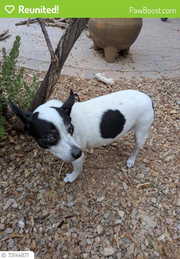 Reunited Female Dog last seen Continental Reserve Loop, Marana, AZ 85743