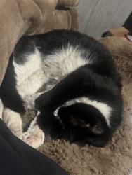 Found/Stray Male Cat last seen Up the hill from the hse, Calgary, AB T2K 3R3