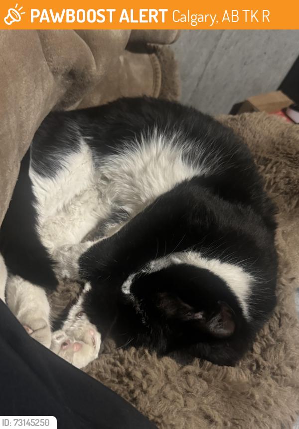 Found/Stray Male Cat last seen Up the hill from the hse, Calgary, AB T2K 3R3