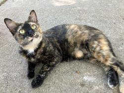 Found/Stray Unknown Cat last seen Elpyco st 67218 Wichita ks, Wichita, KS 67230