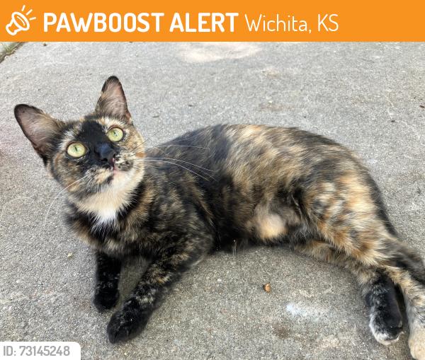 Found/Stray Unknown Cat last seen Elpyco st 67218 Wichita ks, Wichita, KS 67230