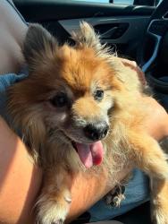 Found/Stray Unknown Dog last seen Mcall, Menifee, CA 92586