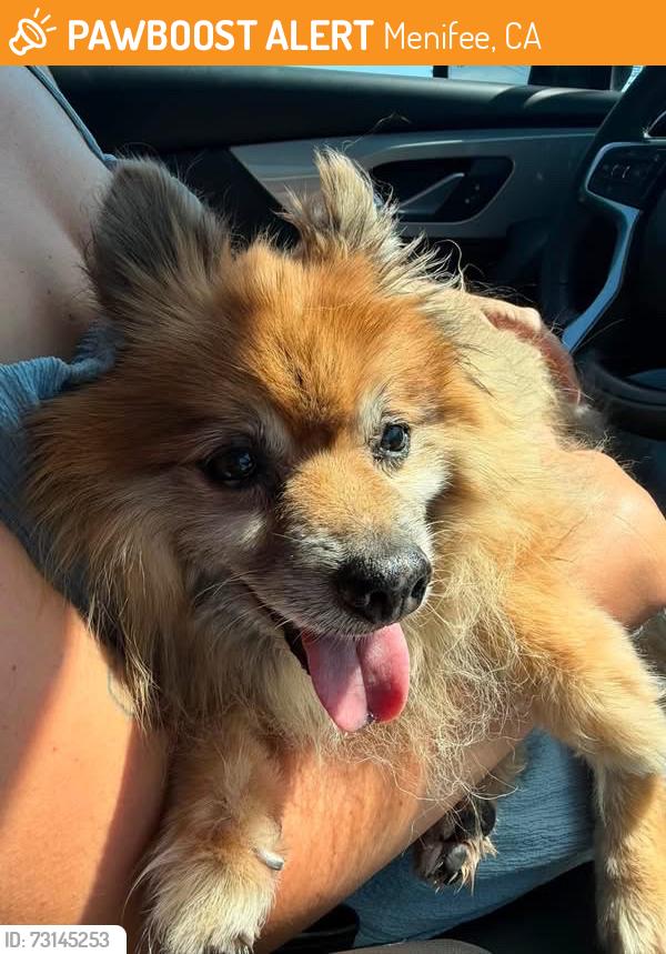 Found/Stray Unknown Dog last seen Mcall, Menifee, CA 92586