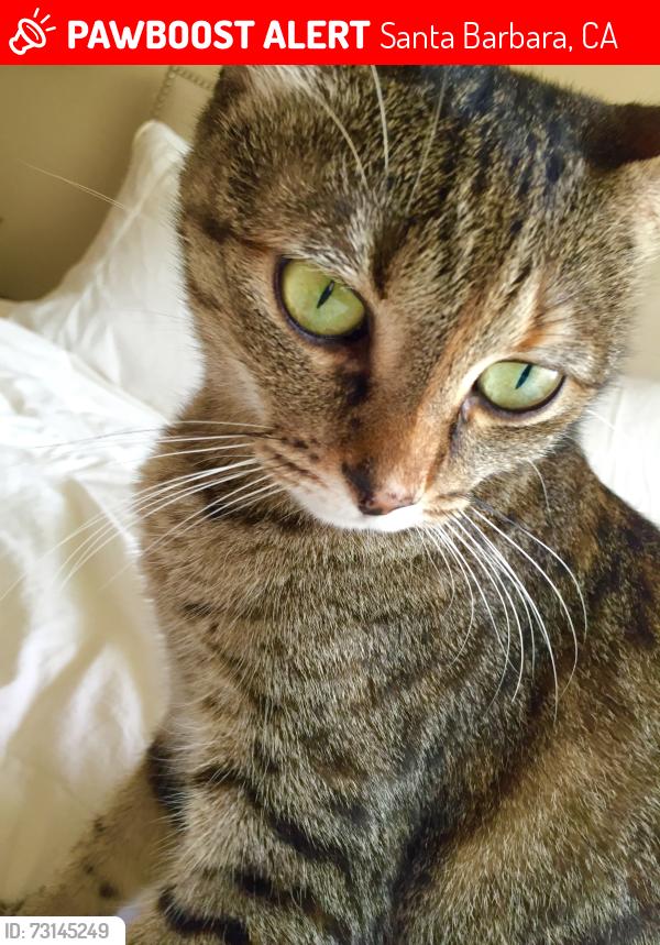 Lost Female Cat last seen Hope Ranch, Santa Barbara, CA 93110