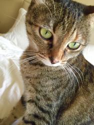 Lost Female Cat last seen Hope Ranch, Santa Barbara, CA 93110